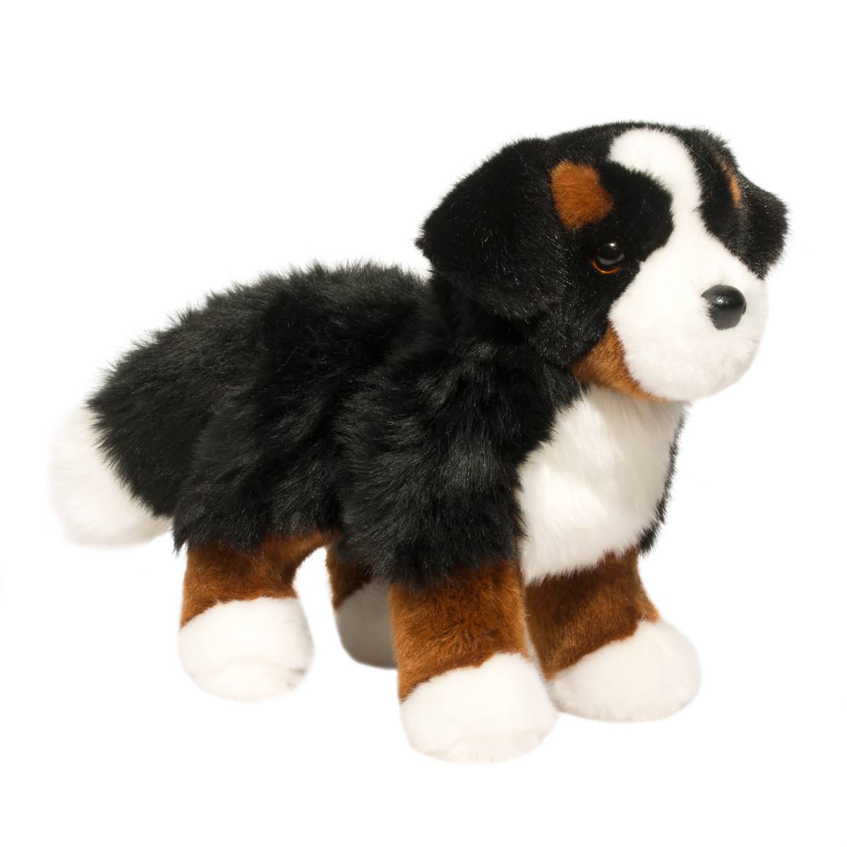 Douglas Stevie Bernese Mountain Dog