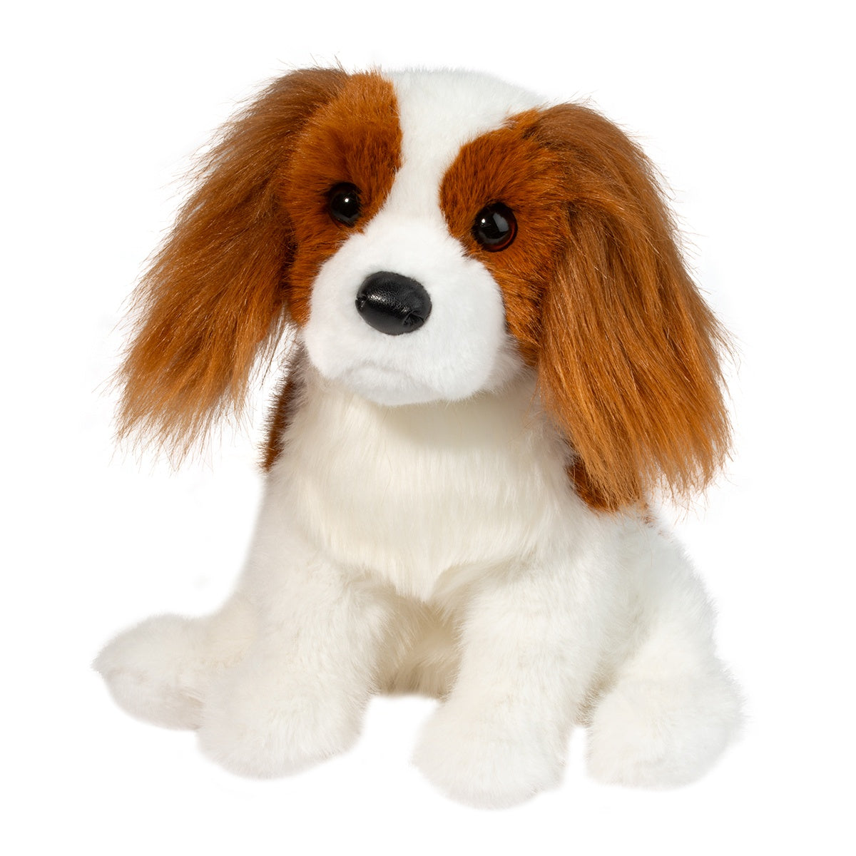 Douglas Kingsley Cavalier King Charles Spaniel