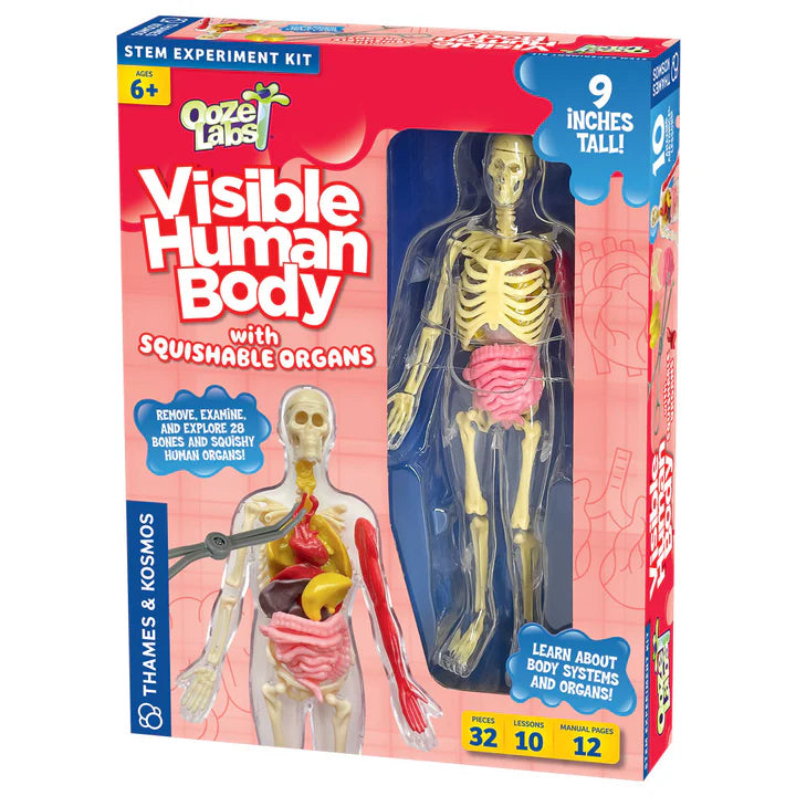 Thames & Kosmos Ooze Labs: Visible Human Body with Squishable Organs