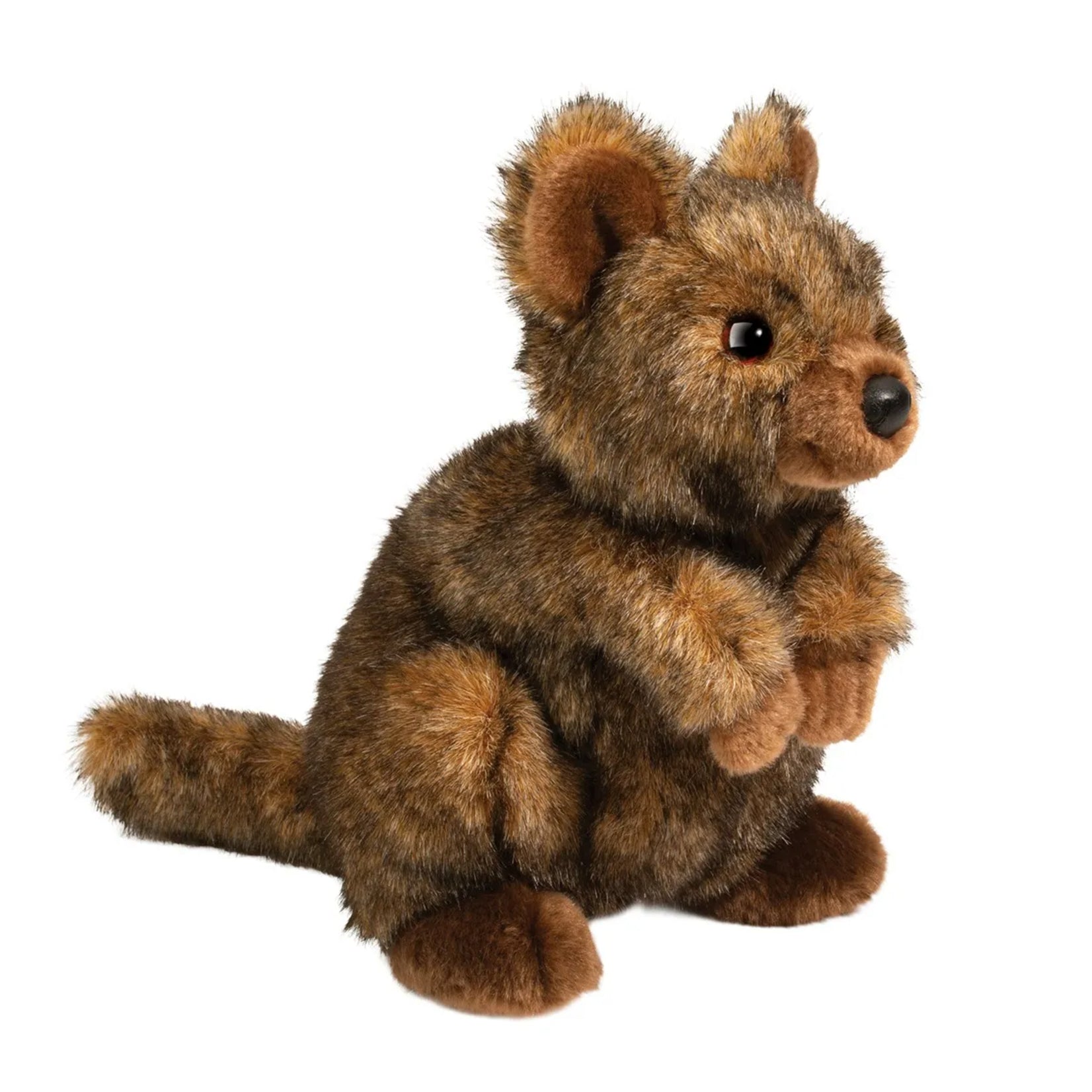 Douglas Quinn Quokka